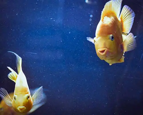 Zwei gelbe Fische im Aquarium gucken in die Kamera